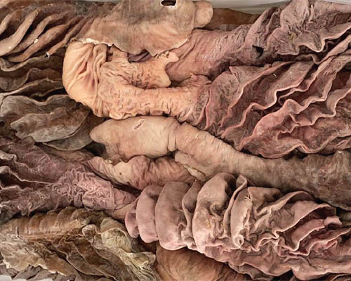 Tripe